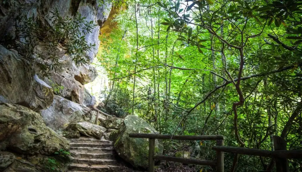 View of a rock staircase going through the forest past a giant wall of rocks on the left. 