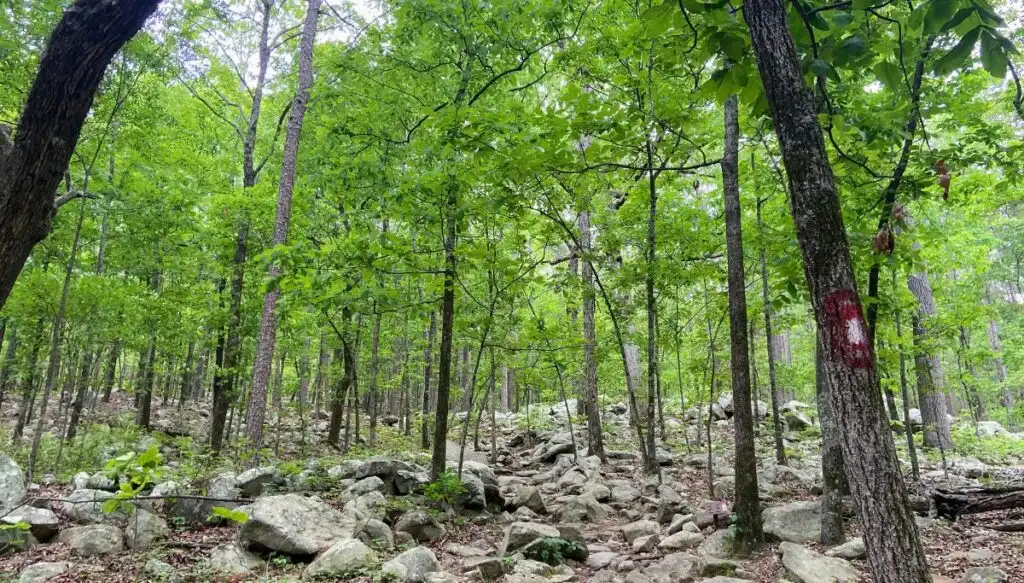 View of leafy green trees growing among a wealth fo gray rocks on the ground in Pinnacle Mountain State Park. 