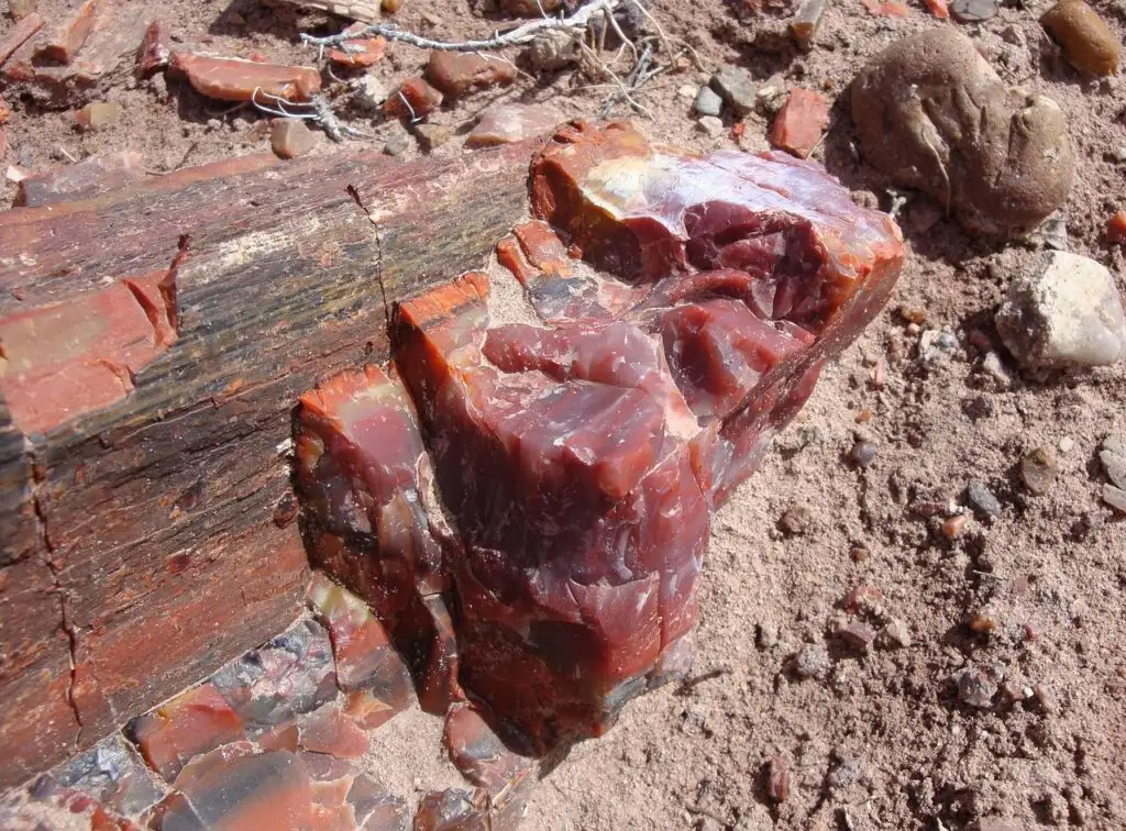 View of petrified wood inside the Petrified Forest in Mississippi. 