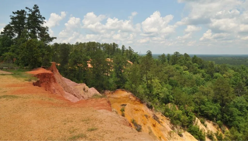 View of leafy green trees from the Red Bluff in Mississippi. 