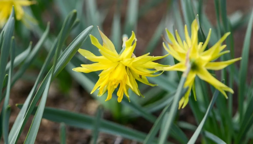 View of yellow Daffodil blooms inside of the Rip Van Winkle Garden on Jefferson island in Louisiana. 