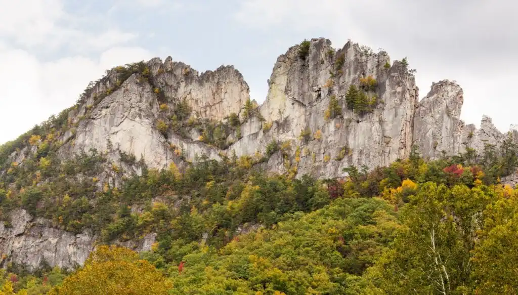 View of the white Seneca Rocks with trees growing on top of them that have beautiful fall foliage. 