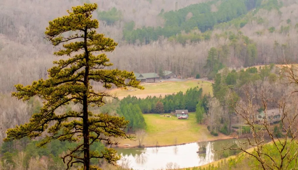 View of a tall, dull green pine tree on the left with barren forests, a river, and houses in the background. 