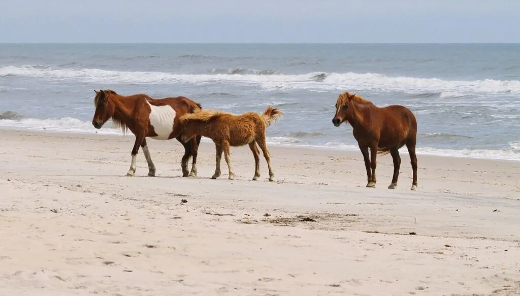 View of three brown wild horses standing on the sandy bach with their back to the ocean on a sunny day in Assateague Island.