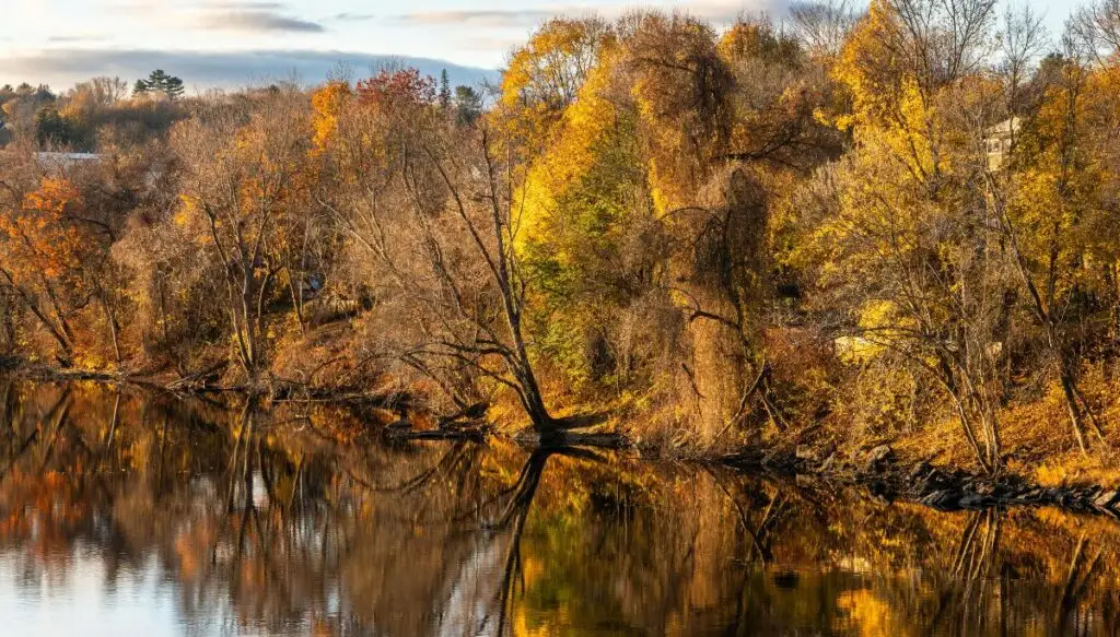 View of vibrant yellow fall foliage sitting along a river in Auburn. This is one of the most beautiful places in Maine. 