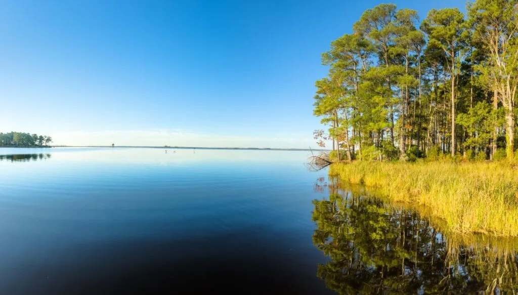 View of vibrant green trees sitting along the edge of the water and reflected in the water with tall yellow grass at the base in Blackwater National Wildlife Refuge. 