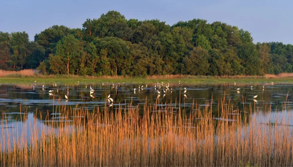 View of white birds standing in water with brown tall grass in the front and tall green trees in the background at Bombay Hook National Wildlife Refuge. This is easily one of the most beautiful places in delaware. 