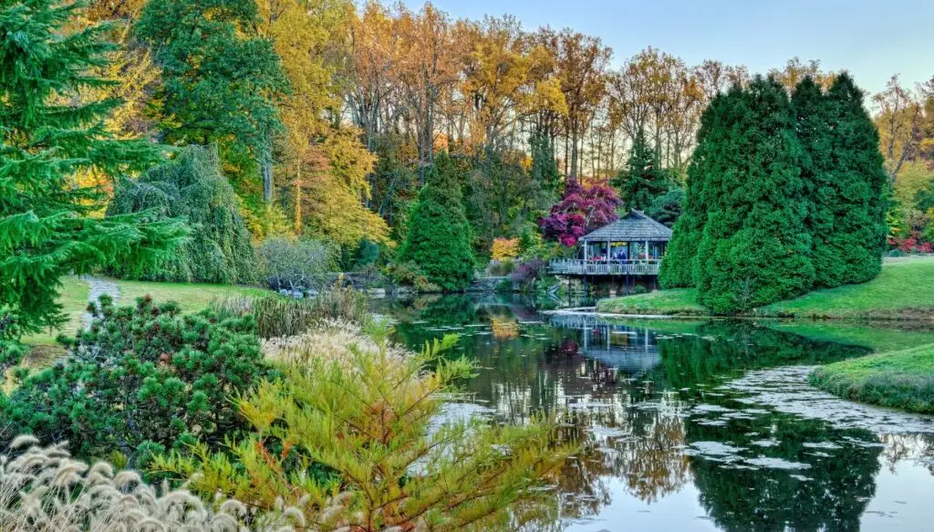 View of a small pond surrounded by pine trees and vibrant fall foliage with a wooden gazebo in the back at Brookside Gardens. 