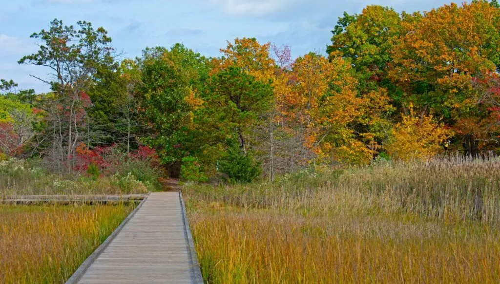 View of a boardwalk going through tall brown grass with vibrant fall foliage in the background at Cheesequake State Park. This is one of the most beautiful places in New Jersey. 