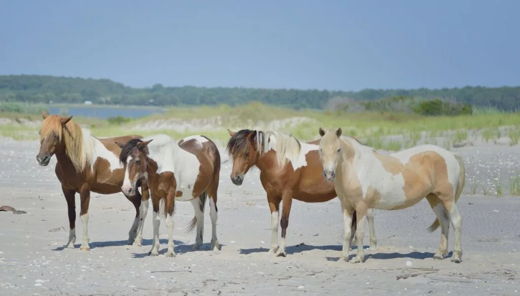 View of a group of brown and white horses standing on the sandy beaches of Chincoteague and Assateague with grass in the background as well as water and forests in the distance. 