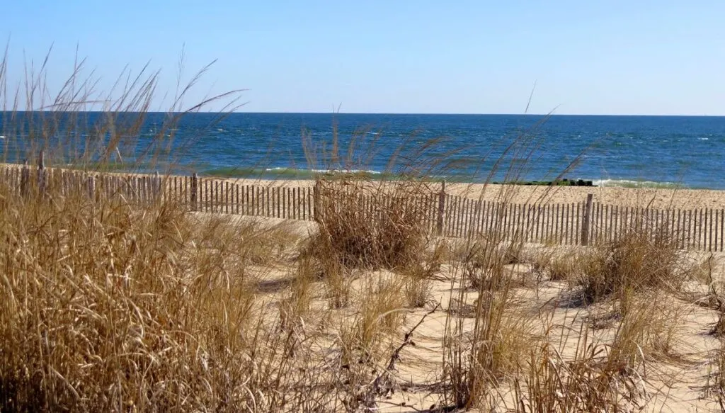 View of dry brown grasses in the foreground with a wooden fence behind them that sits in front of sand that leads to the ocean and waves lapping up against the shore. 
