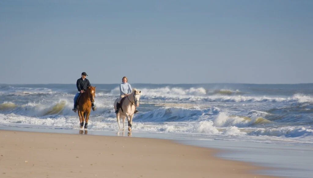 View of a man on a brown horse and a woman on a white horse. That are walking along the beach and in the waves towards the camera at Island Beach. 