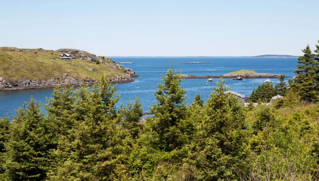 View through some pine trees of the harbor in Monhegan island. You can see water in the distance and plenty of islands. 