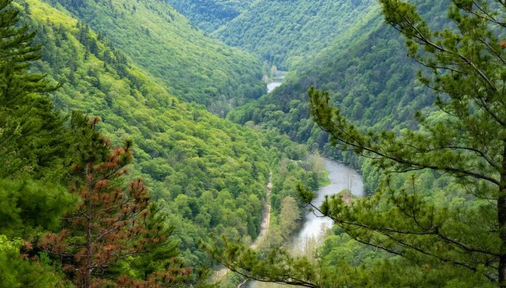 View of a river running through a narrow gorge with pine trees covering the hills of Pine Creek Gorge in Pennsylvania. 