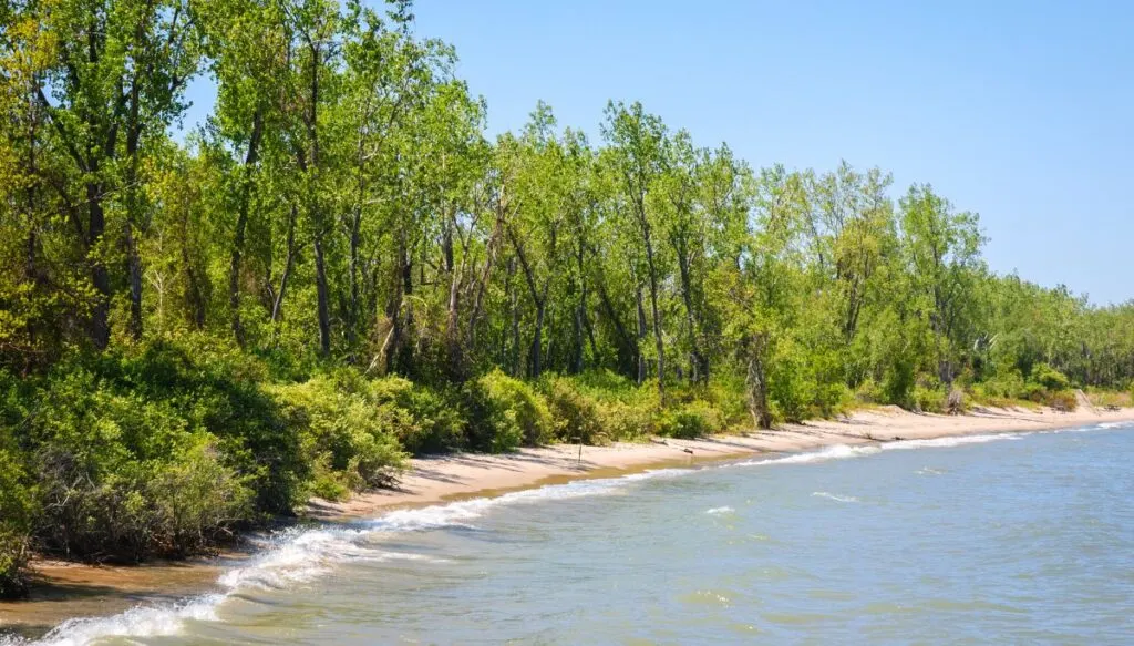 View of a sandy shore surrounded by tall green trees with water lapping up against the shore in Presque Isle State Park. 