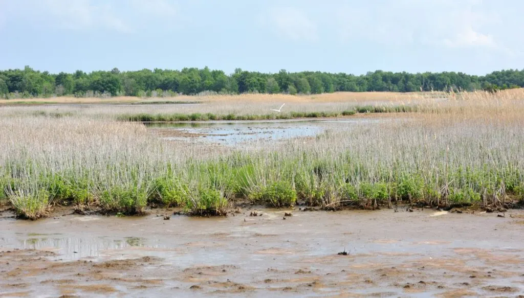 View of tall green trees in the background with water and tall grass in the foreground with birds flying through the air. 