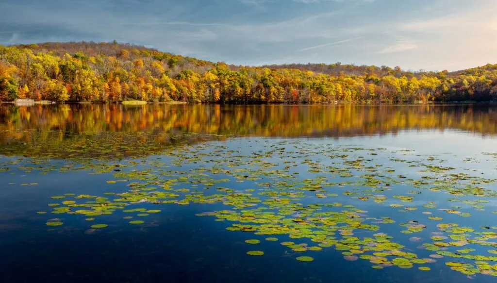 View of vibrant fall foliage sitting along the edge of the lake. You can see lily pads in the water as well. 