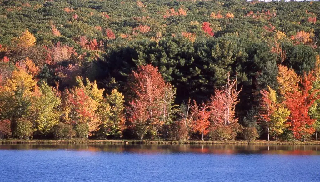 View of vibrant fall foliage sitting along the edge of a bright blue lake in Rocky Gap State Park. 