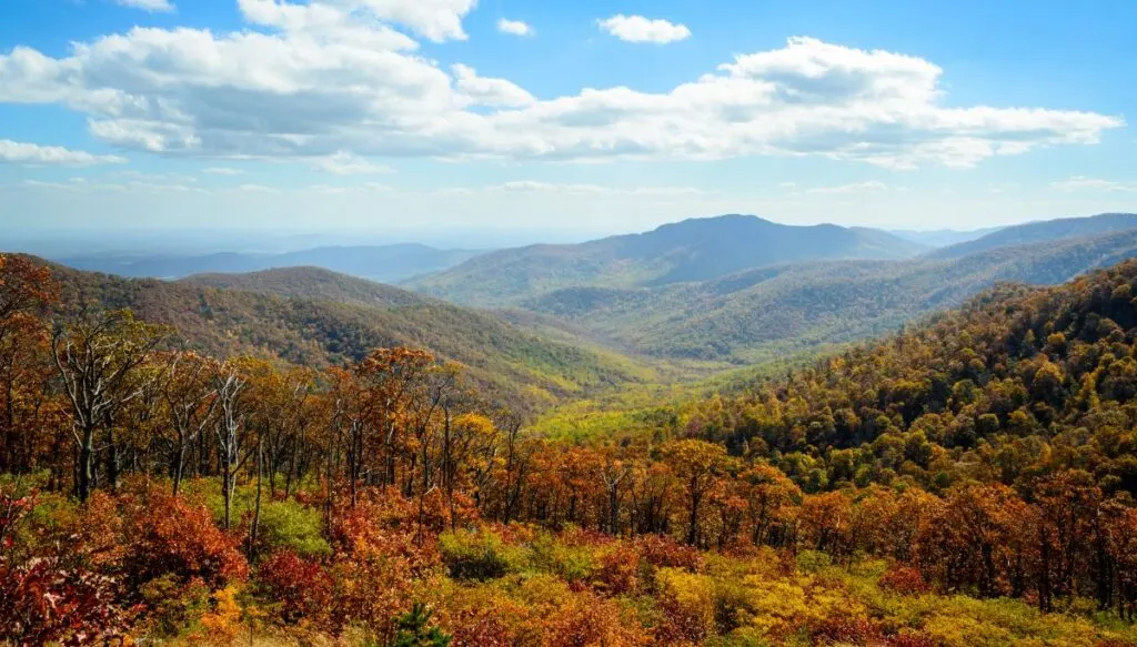 View of the rolling mountains of Shenandoah National Park with vibrant fall foliage in the foreground and green mountains in the background on a sunny day. 