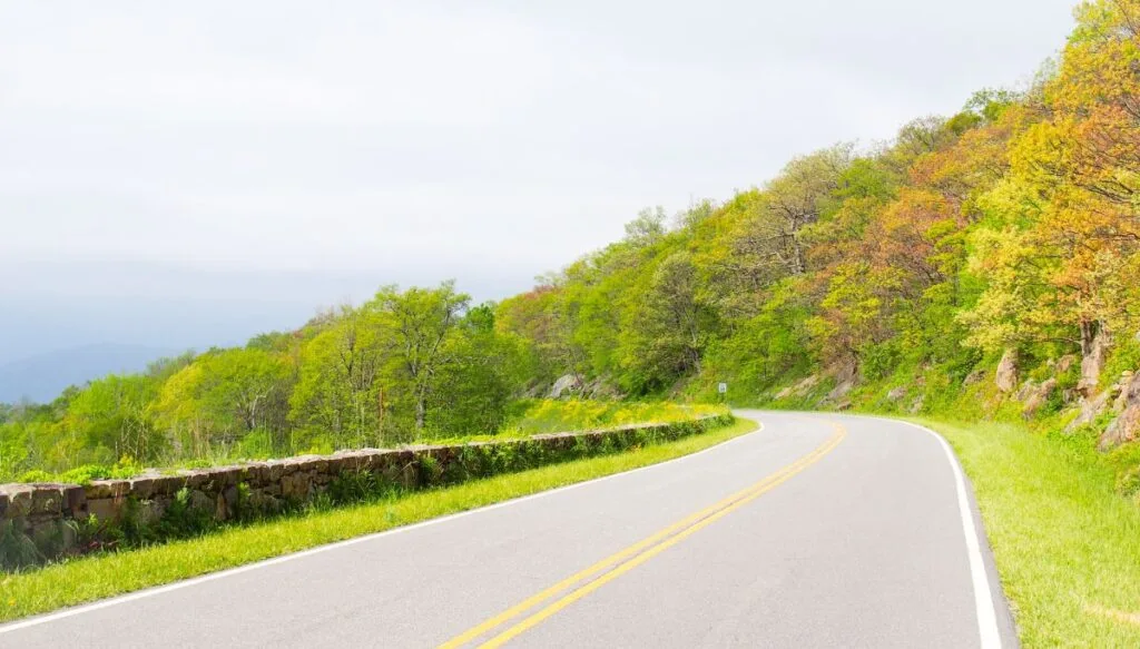 View of green trees and the start of fall foliage along a paved road with a stone wall on the left that is Skyline Drive. 