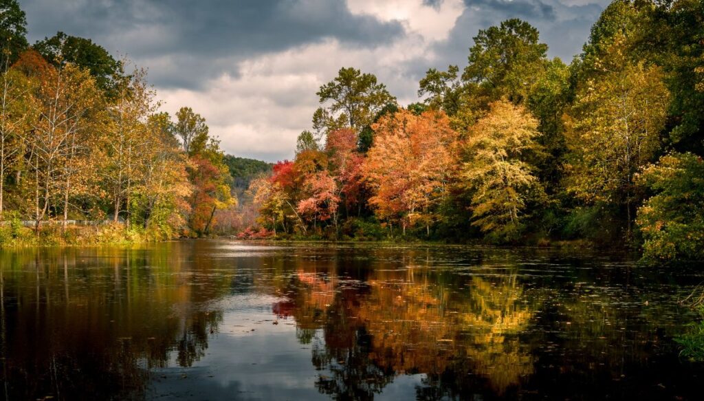 View of vibrant fall foliage and trees sitting along the edge of Smartswood Lake on a cloudy day.