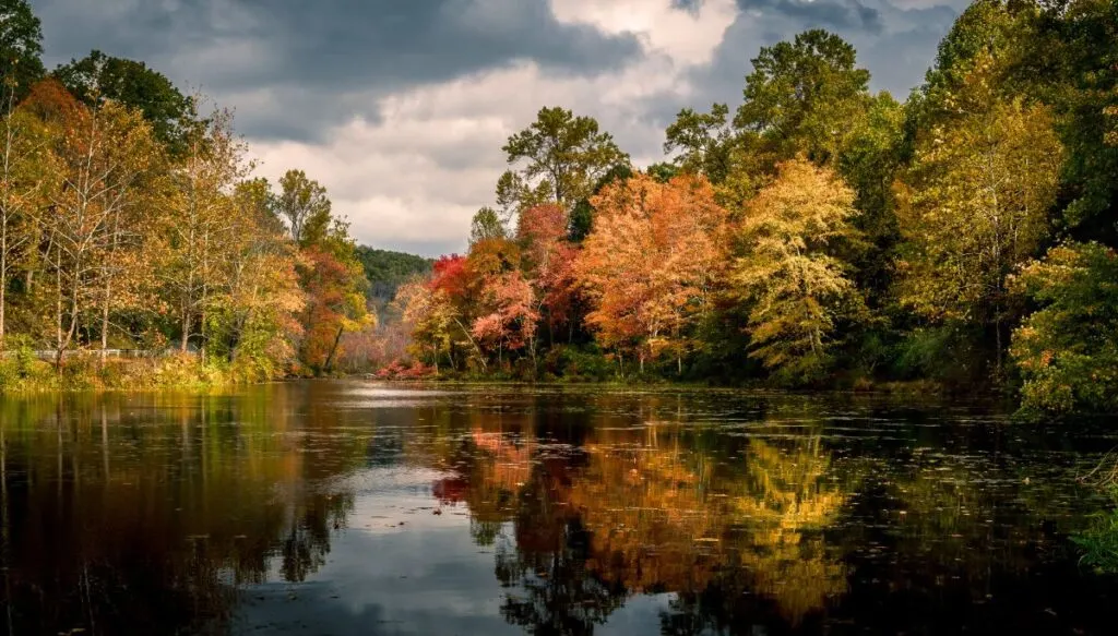 View of vibrant fall foliage and trees sitting along the edge of Smartswood Lake on a cloudy day. 
