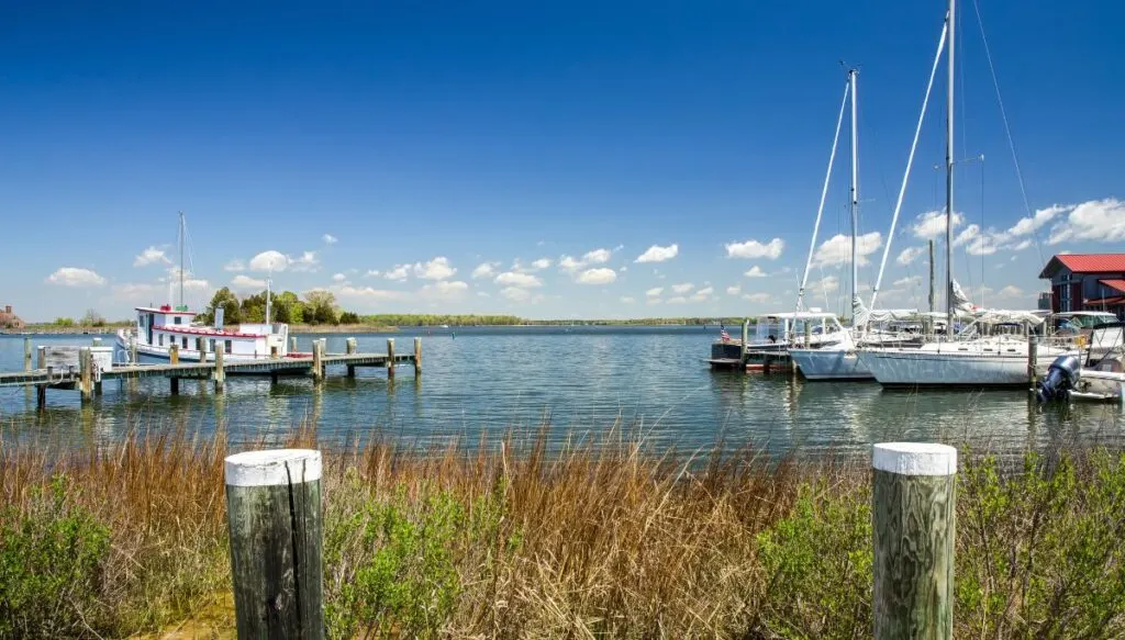 View if docks in the water with white boats and sailboats sitting in the water. You can also see tall grass and wooden posts in the water in the foreground. 