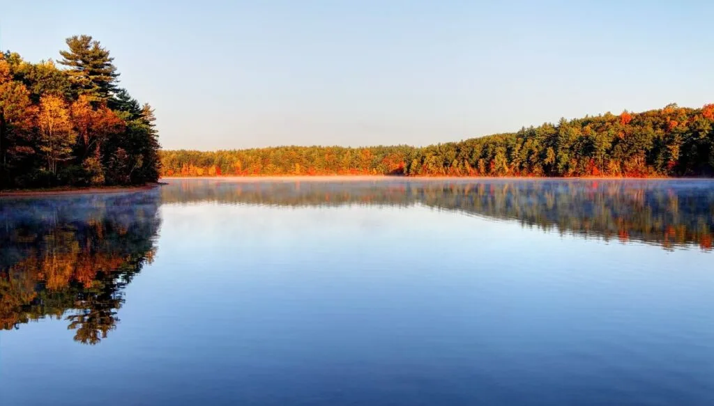 View of pine trees and vibrant fall foliage sitting along the edge of Walden Pond with the trees reflected in the surface of the water. 