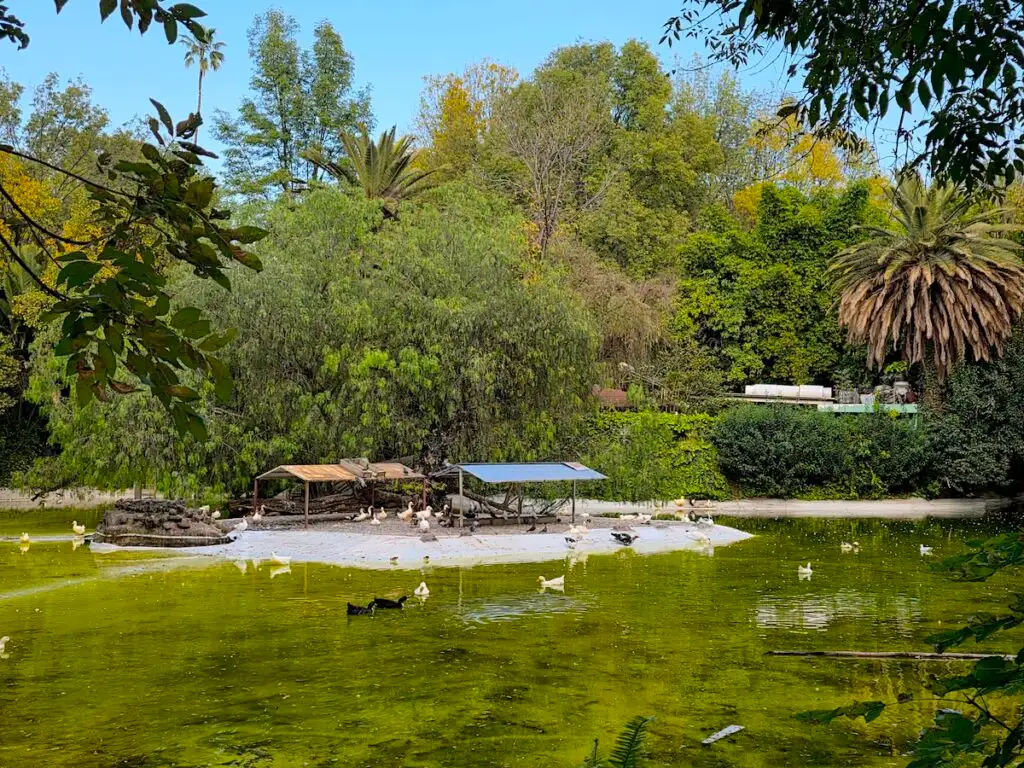 View of Parque Mexico and a green pond with a few sheds and white ducks in the water with large trees all around. 