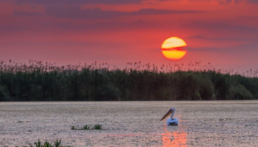 View of a pink sky with the sun setting in the marshes of the Dab=nube with a white pelican sitting in the water in the foreground.