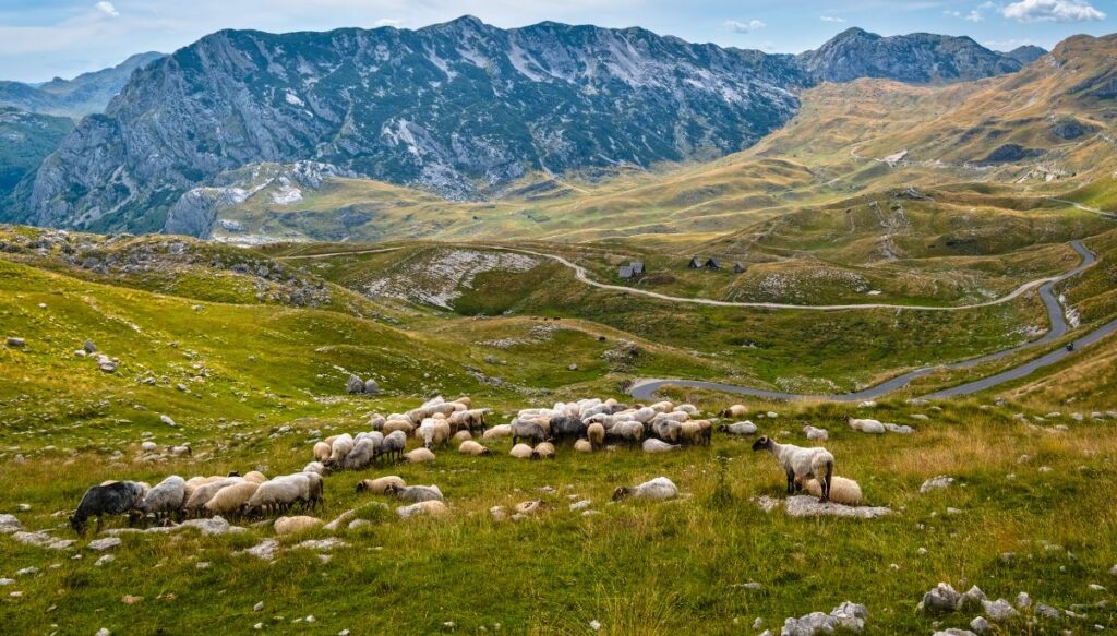 View of sheep eating in a meadow surrounded by vast green mountains in Durmitor National Park. 