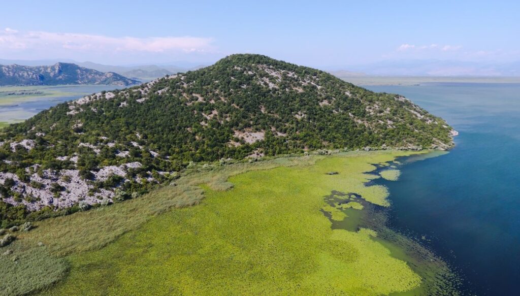 View of green algae sitting along the edge of Skadar Lake with bright blue water in the middle and a mountain in the background. 