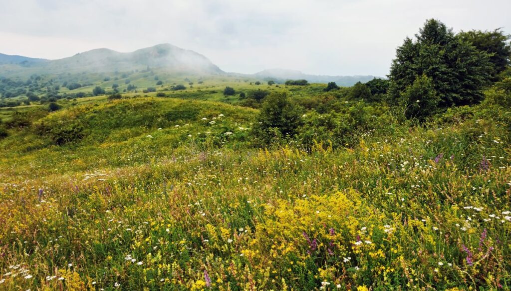 View of wild flowers blooming to life in a field with pine trees on the right and mountains in the back of Tusheti National Park. 