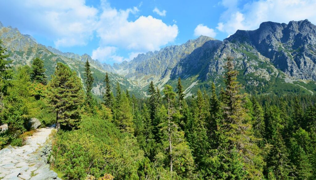 View of vast granite mountains and pine trees in the foreground in the High Tatras in Slovakia.
