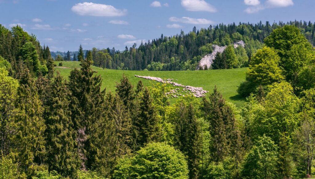 View of tall pine trees surrounding an open grassy meadow in Pieniny National Park in Slovakia.