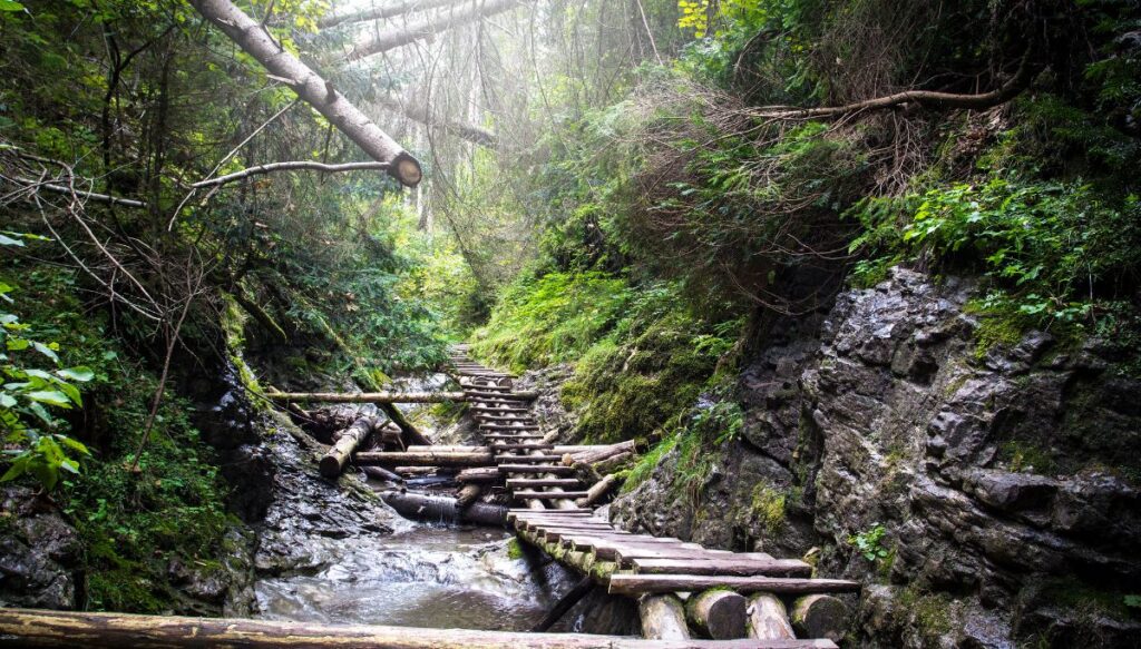 View of a wooden walkway surrounded by rocks covered in moss and pine trees and fallen limbs of trees inside Slovak Paradise National Park.