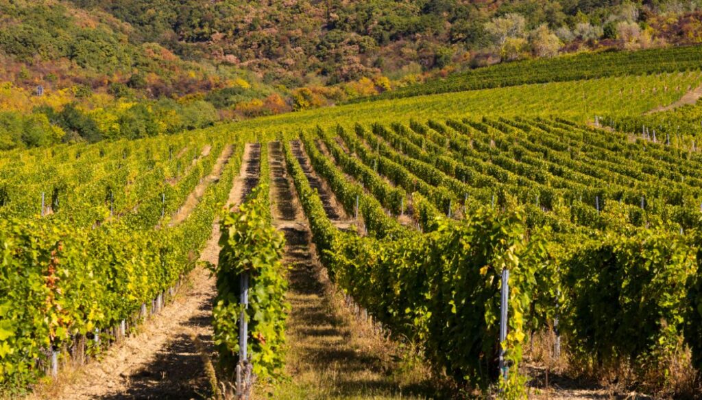 View of the wine vineyards that make up the Tokaj Wine Region in Hungary.